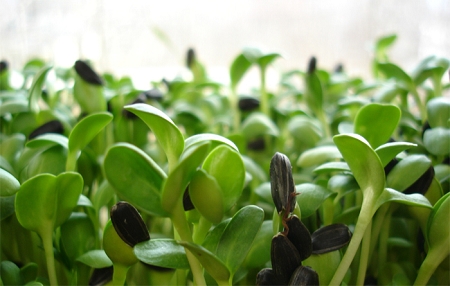 certified-organic-sunflower_sprouts