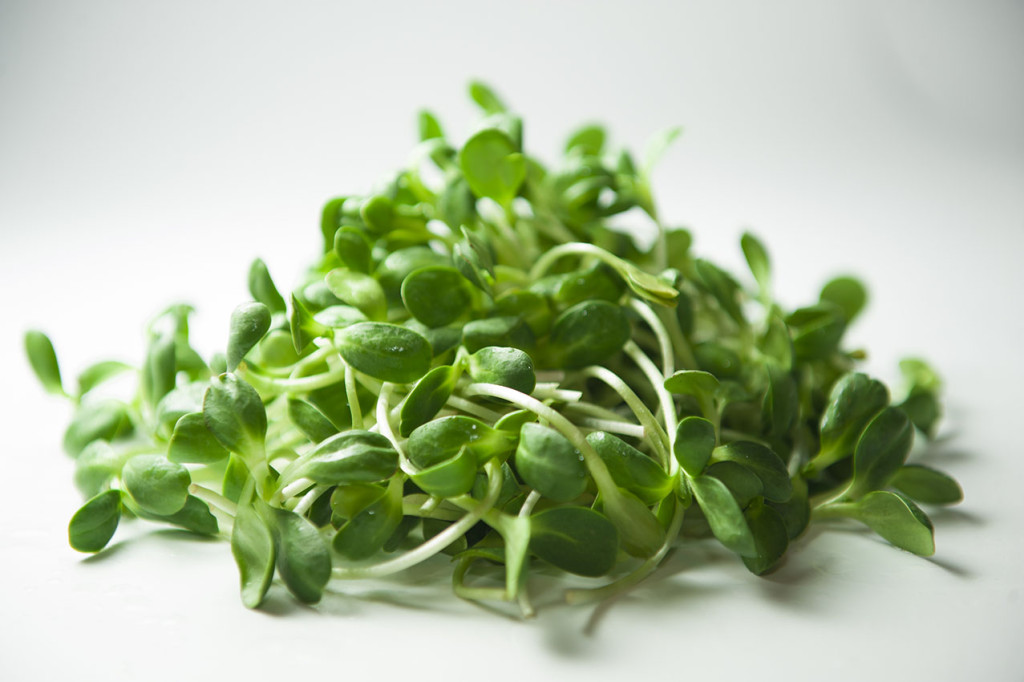 sunflower-sprouts-north-coast-natural-health